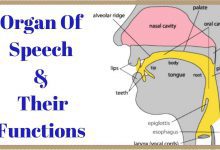 Organs of speech definition/functions/location