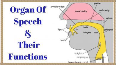 Organs of speech definition/functions/location