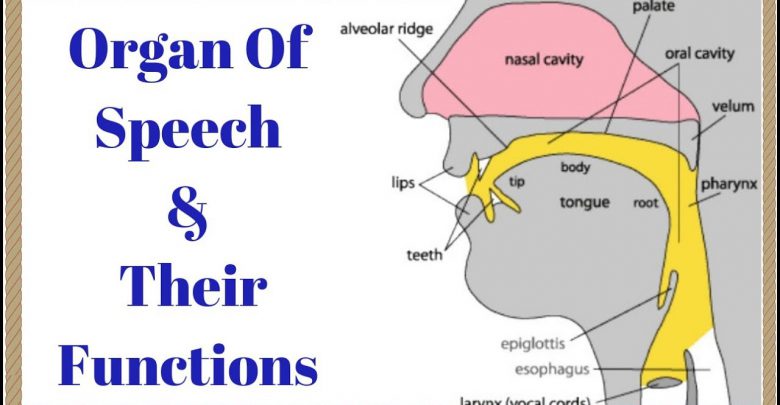 speech-production-mechanism