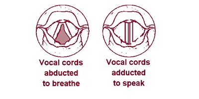 vocal cords