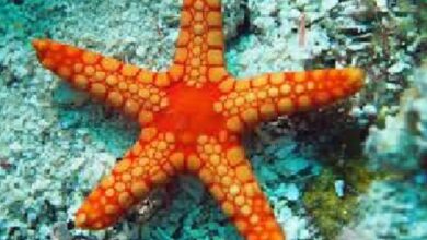 What is Echinoderms