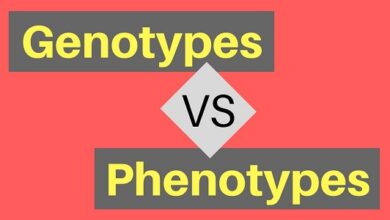 What is Phenotype