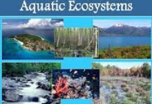 Aquatic Ecosystem