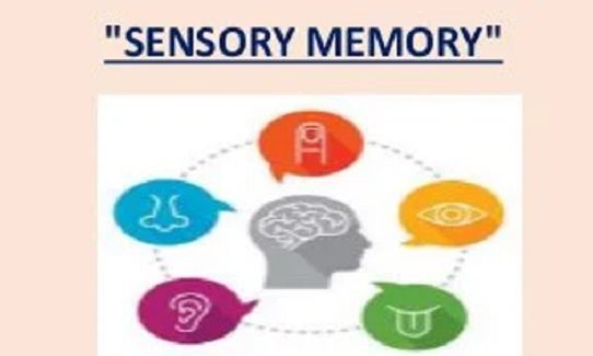 types-of-sensory-memory-iconic-echoic-and-haptic