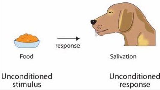 What Is A Conditioned Stimulus Characteristics And Uses