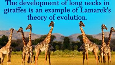 Lamarck theory of evolution