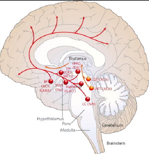 Reticular formation with functions anatomy and diseases