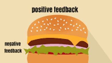 Sandwich feedback