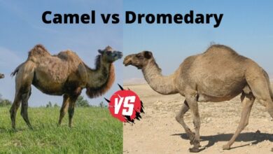 Difference between camel and dromedary