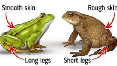 Difference between toad and frog