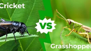 Difference between cricket and grasshopper