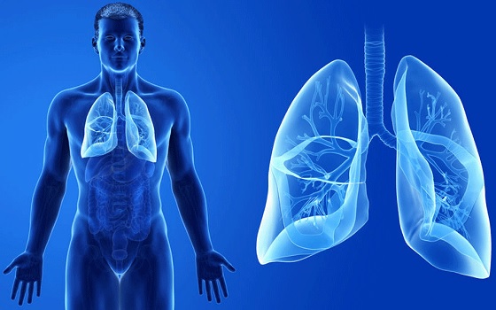 difference-between-respiration-and-ventilation-similarities-and-fqs