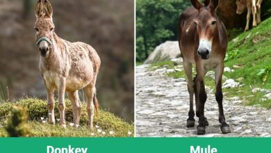 Difference between mule and donkey