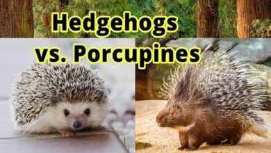 Difference between Porcupine and Hedgehog