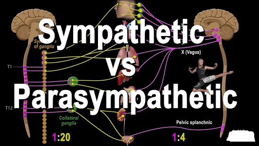 difference-between-sympathetic-and-parasympathetic-system