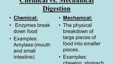 Difference between mechanical and chemical digestion