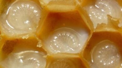 What is royal jelly