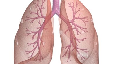 Bronchi and lungs