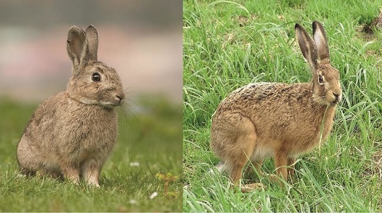 Difference between hare and rabbit Similarities and FAQs