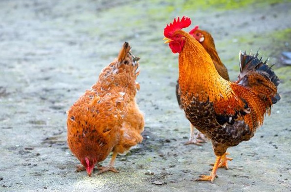 difference-between-chicken-and-rooster-similarities-and-faqs