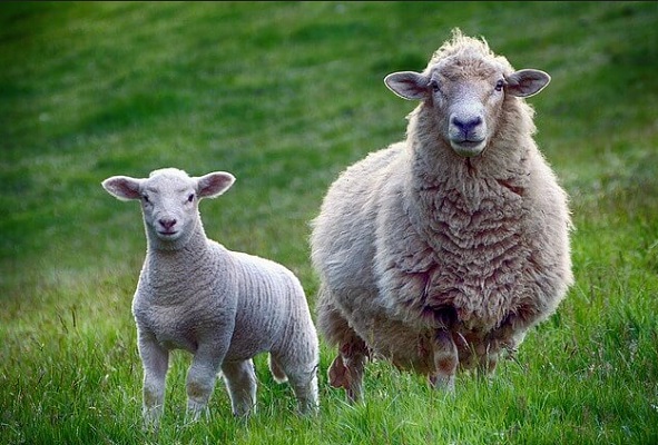 difference-between-lamb-and-sheep-similarities-and-faqs