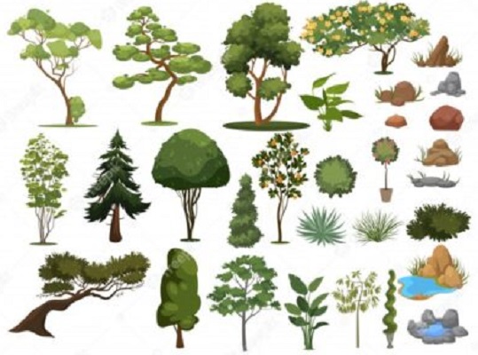 difference-between-tree-and-bush-similarities-and-faqs