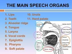 speech organs and their functions